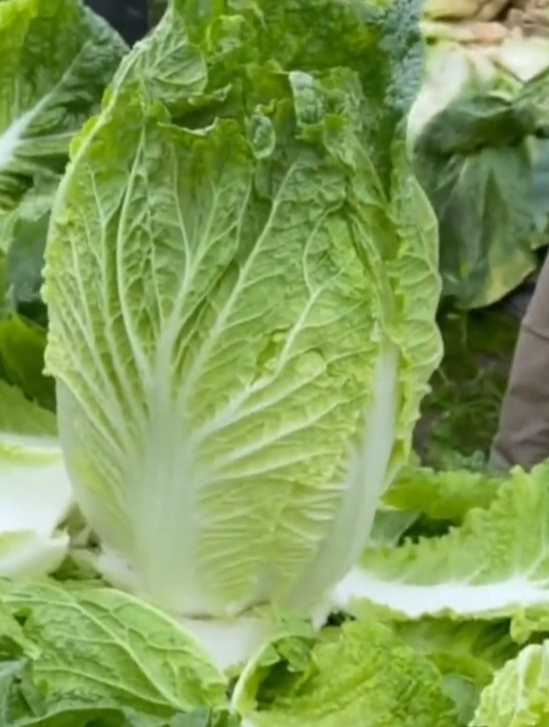 这是一款可以生吃的白菜“黄心大白菜”,春秋两季种植!