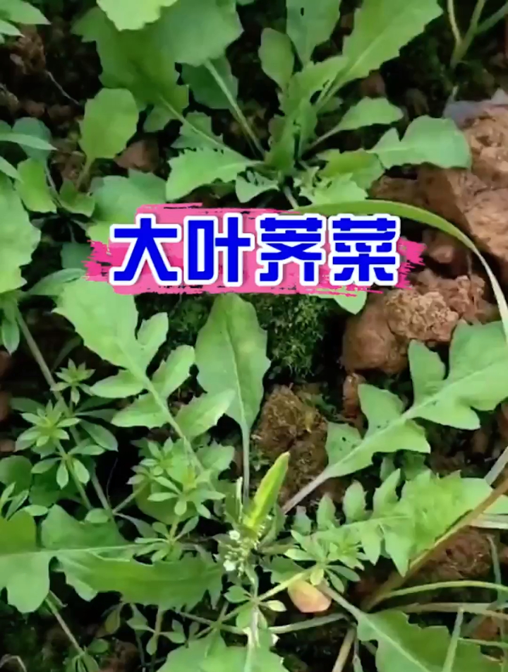 挖荠菜要分清“紫色”和“绿色”,老农:区别挺大,挖错味道差