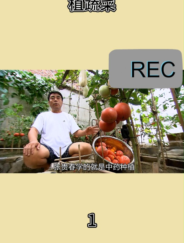 北京居民在房顶种植蔬菜1