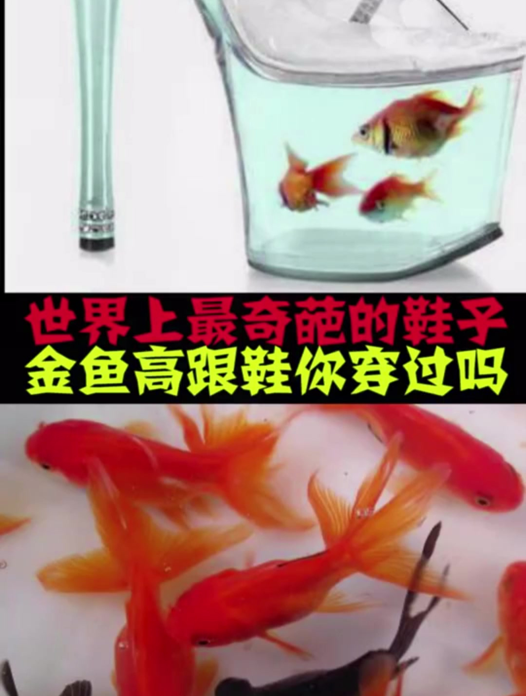世界上最奇葩的鞋子,金鱼高跟鞋你穿过吗