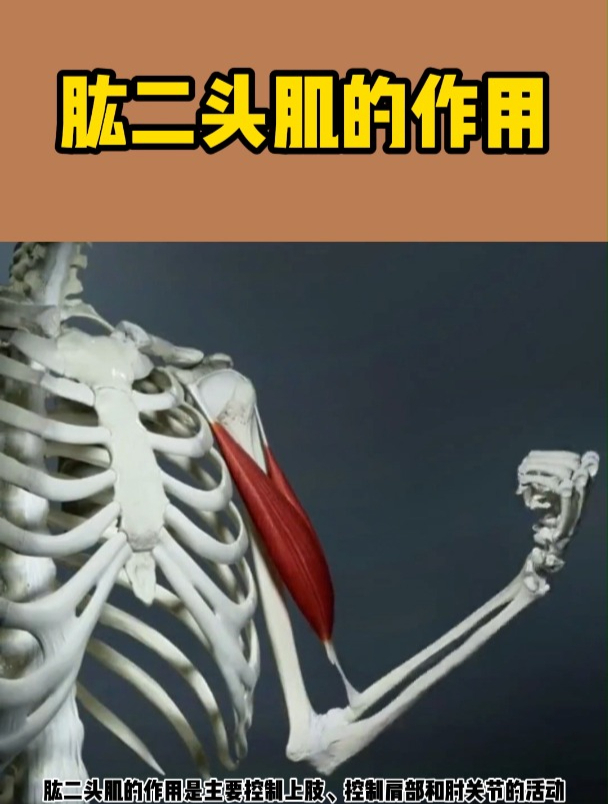 肱二头肌的作用(3D动画演示)