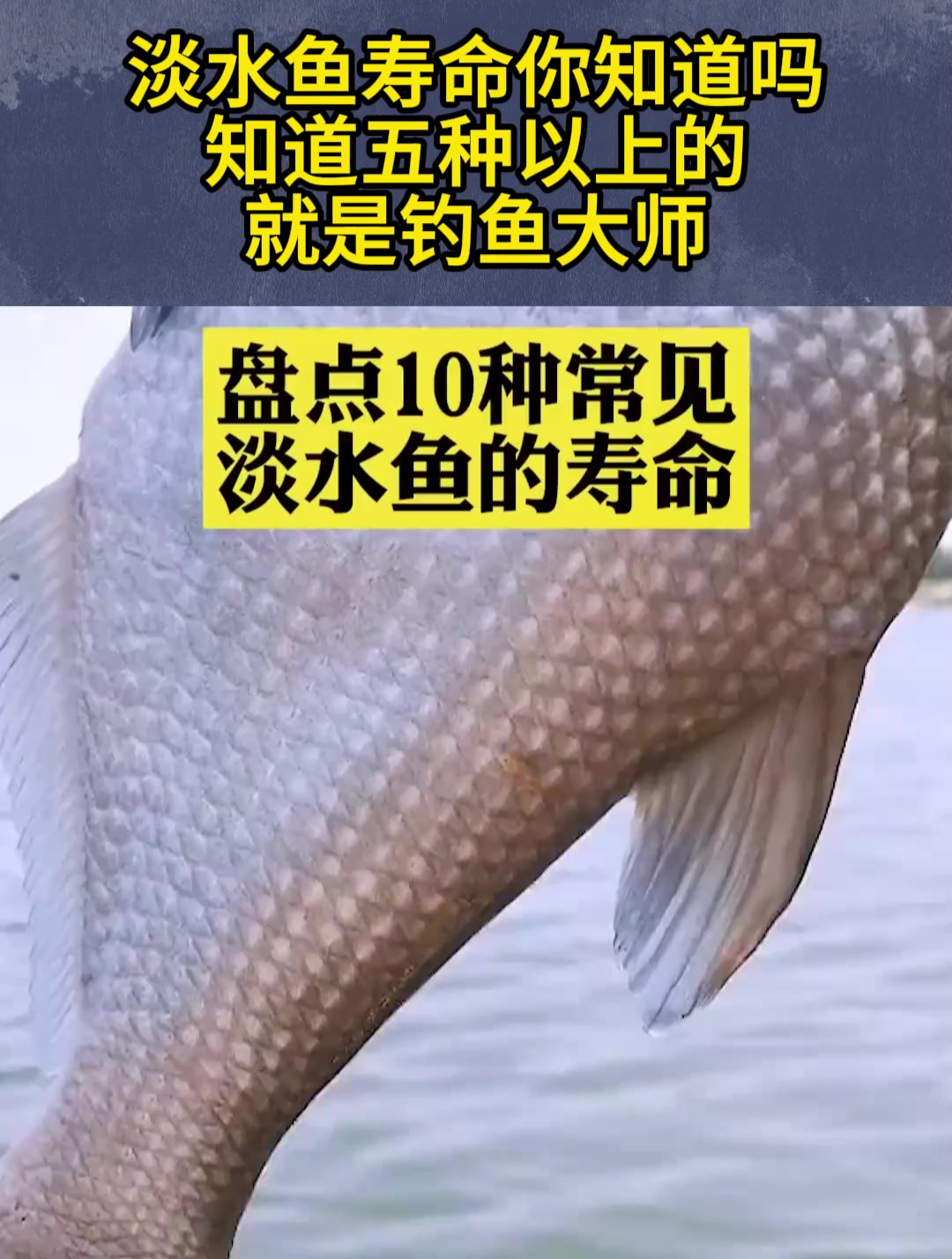 淡水鱼寿命你知道吗?知道五种以上的就是钓鱼大师!