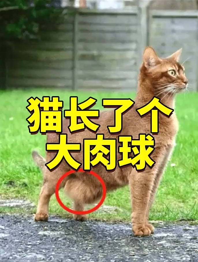 猫咪肚子上长了个大肉球?宠物知识 宠物科普
