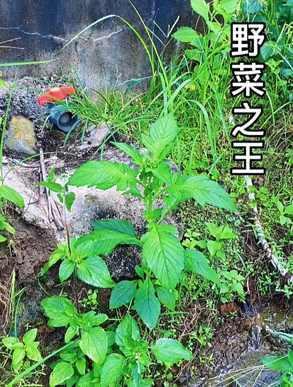 农村人都吃过的野菜,野茼蒿也叫红军菜