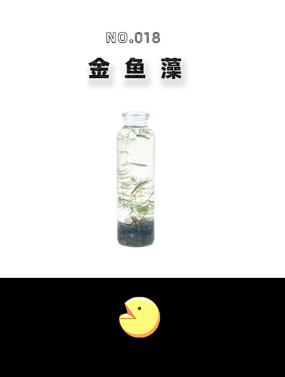 水草造景小鱼缸教程?今天用金鱼藻做个水景的生态瓶。水生植物!
