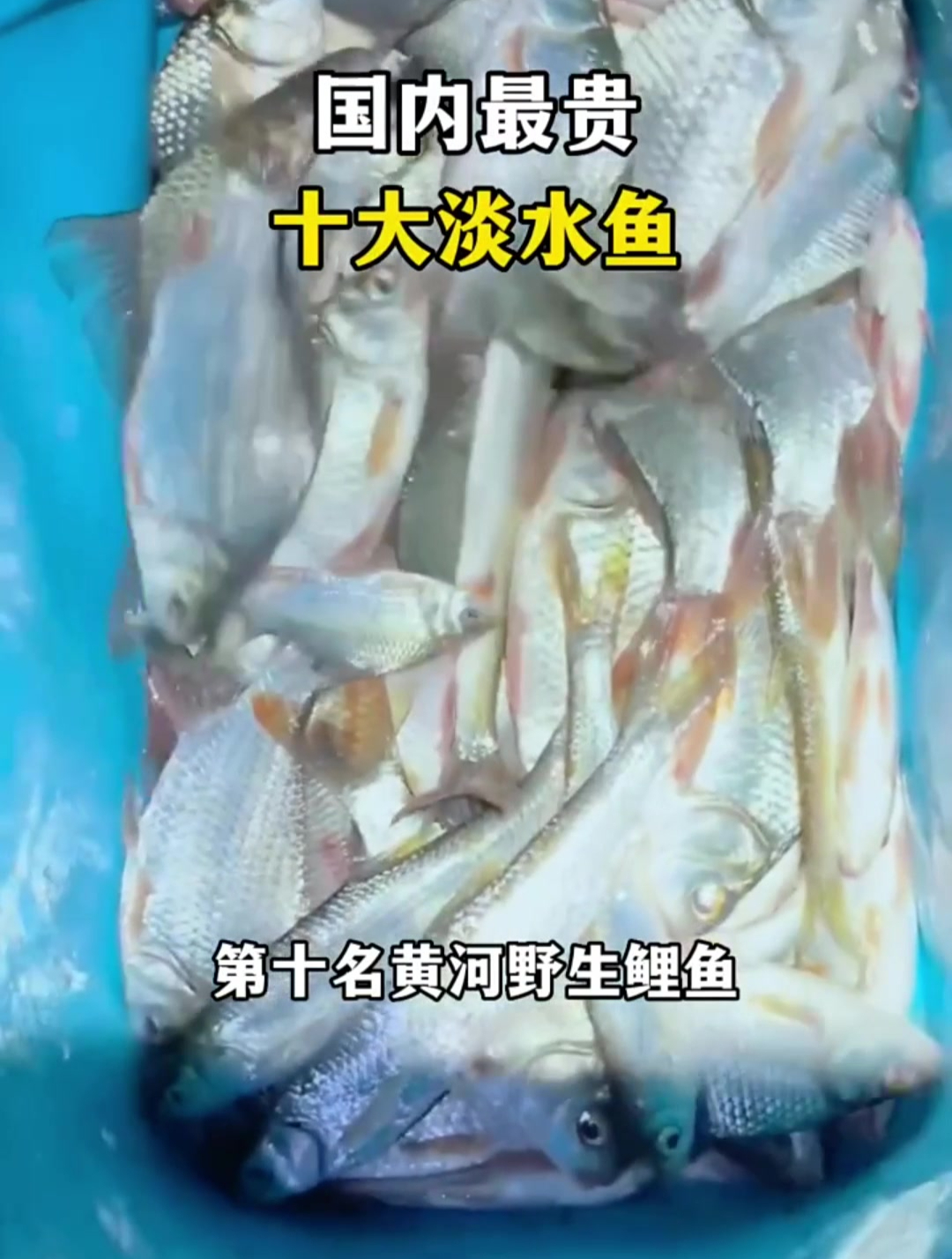 国内最贵十大淡水鱼排行榜,下次钓到,千万别再扔了