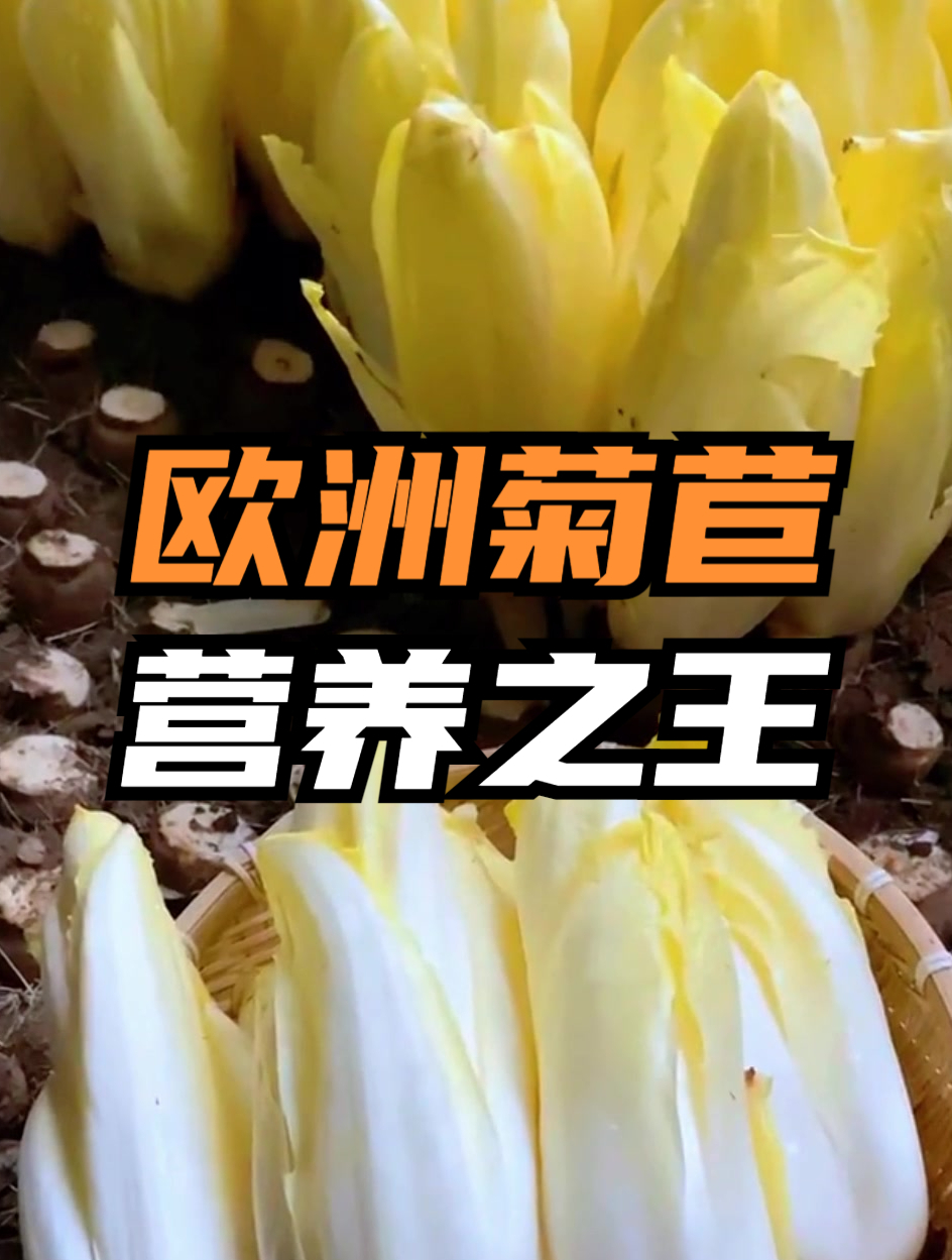 欧洲这种菜,根埋土里就能长出白菜心,市场价值高,九成人瞧不上