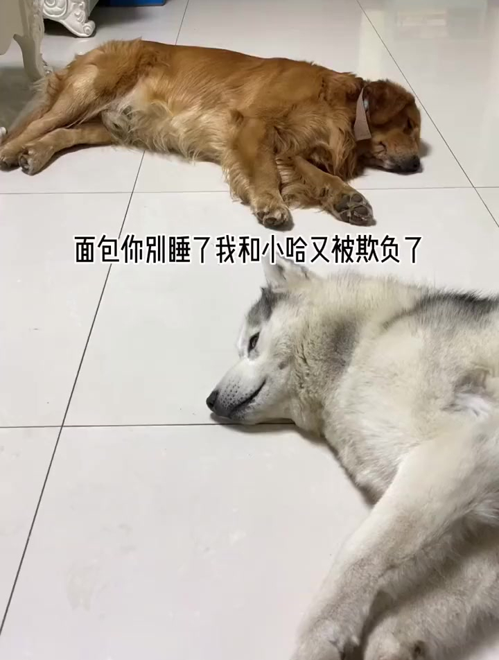 是不是不该起名字叫面包,怎么这么怂