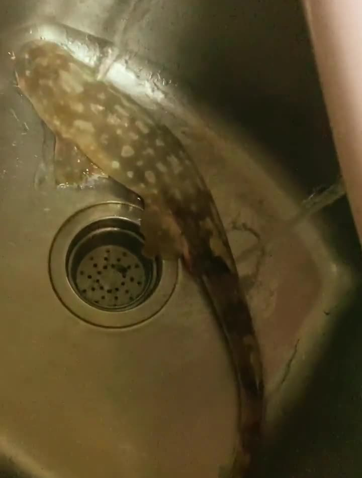 今天给大家做一道美味家常菜,红烧猫鲨鱼猫鲨美食