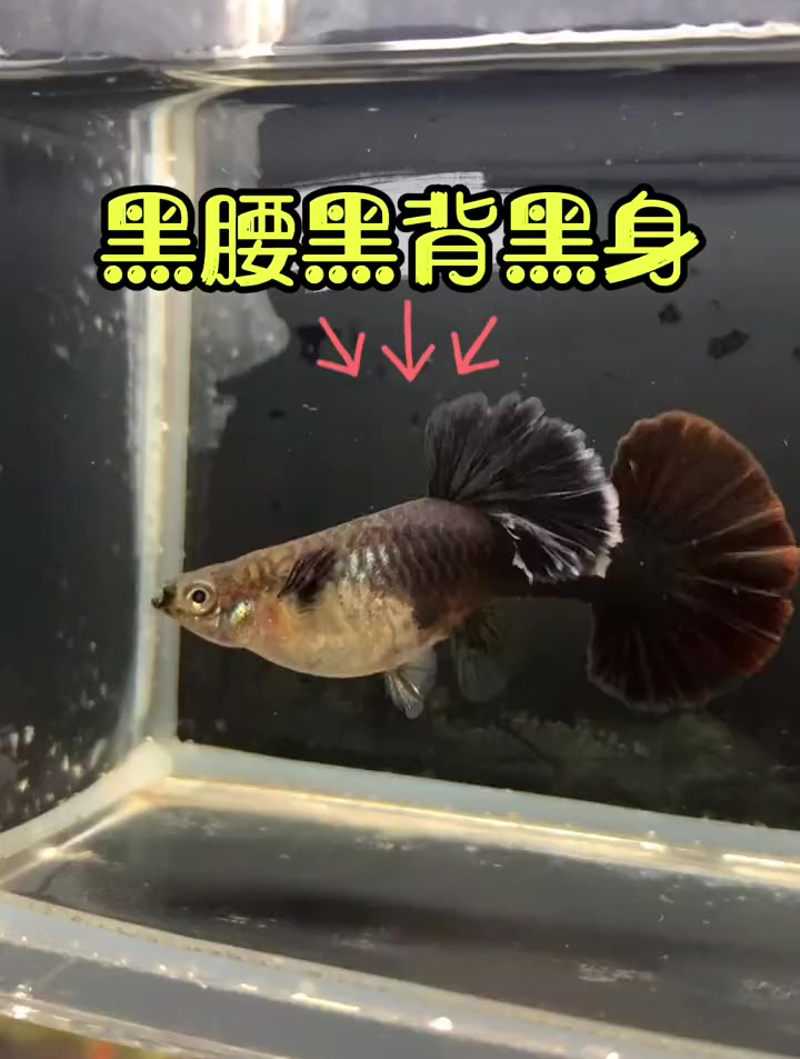 巴西褶扇黑腰黑背黑身表现