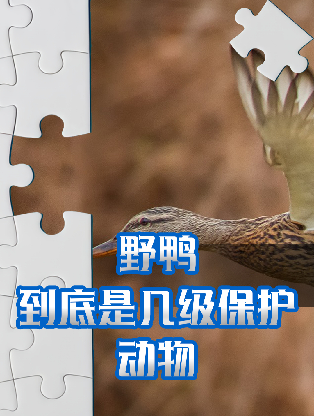 野鸭在我国是几级保护动物?