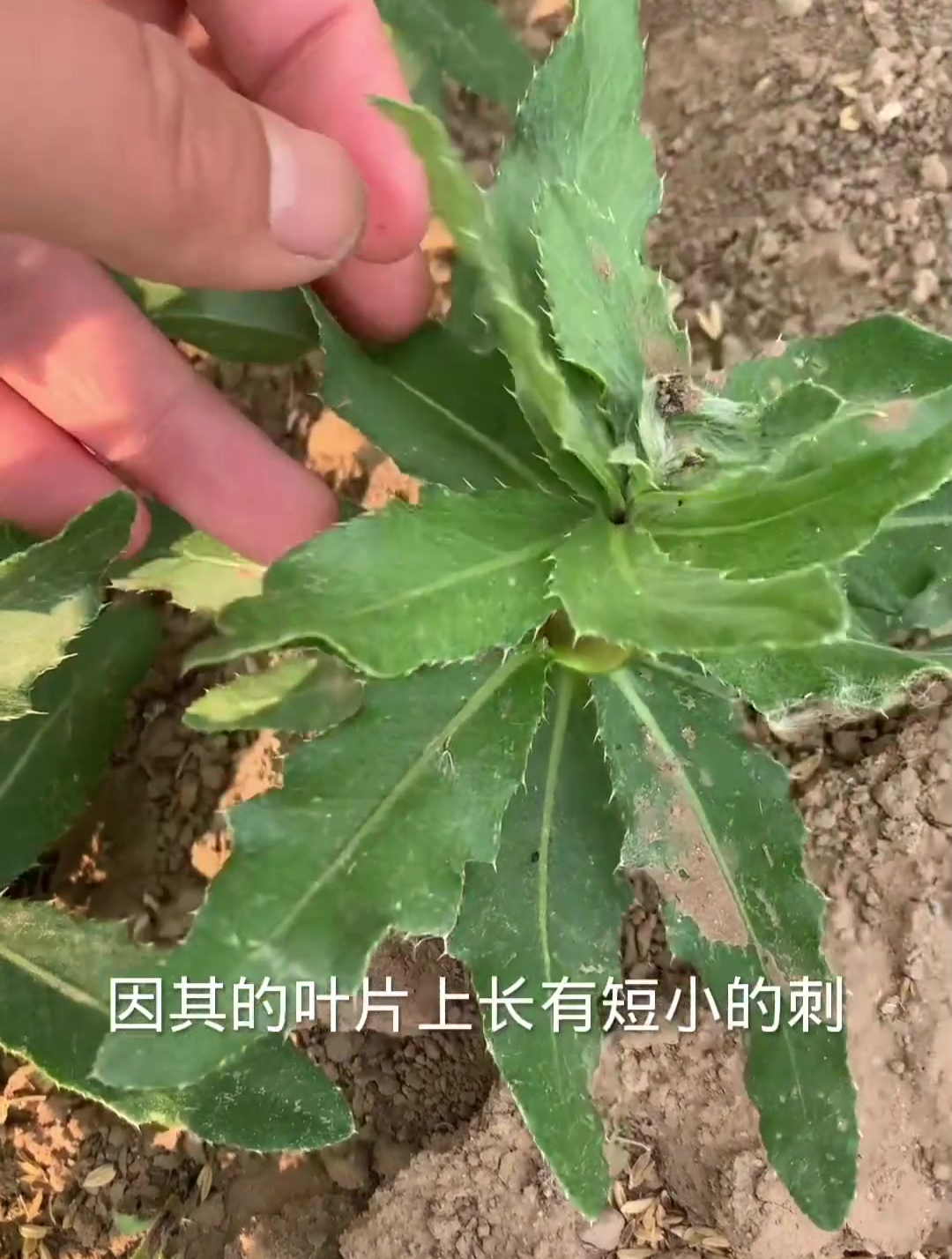 小蓟,别名刺菜