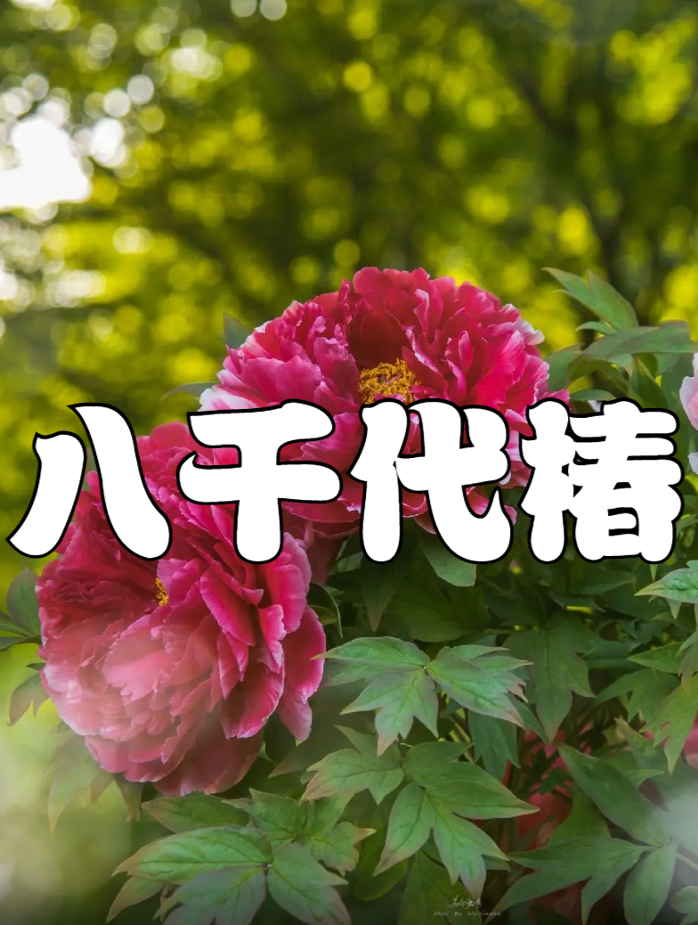 粉色系进口品种八千代椿,你喜欢这个粉色系吗?
