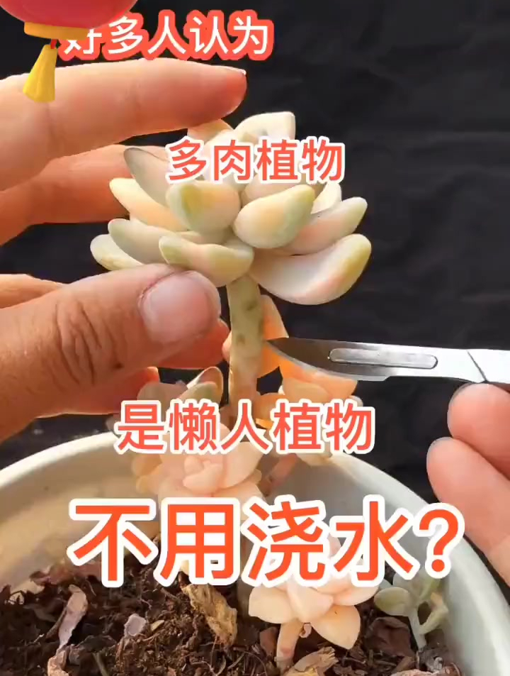 多肉植物养护小常识
