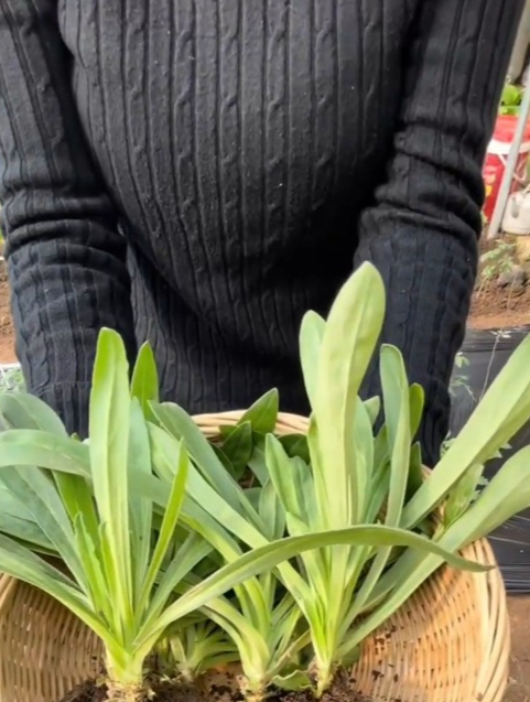 春季的第一口野菜人称“面条菜”,营养高防春困,比肉还好吃!