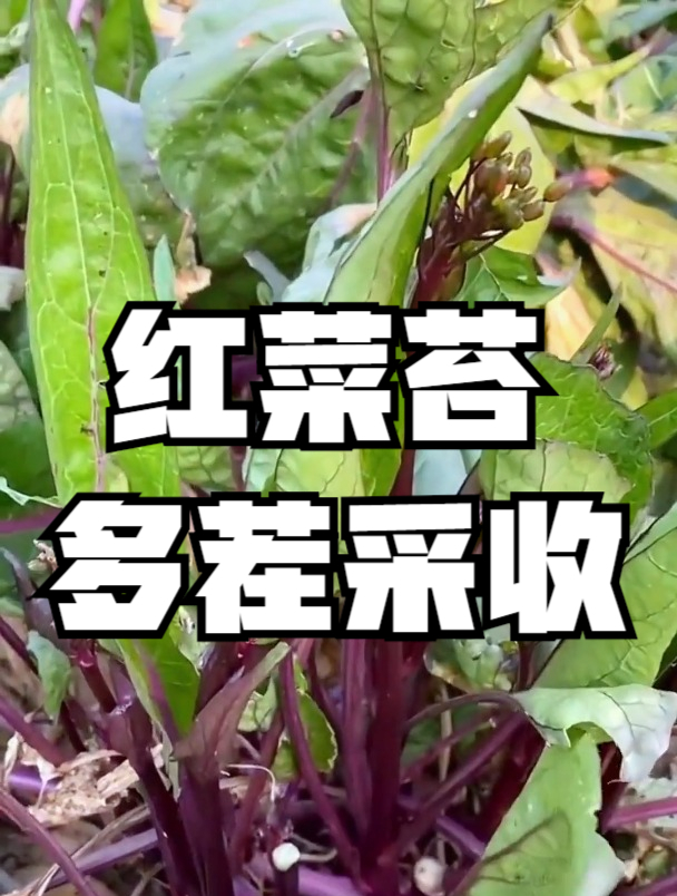 红菜苔曾与武昌鱼齐名,对人体有多种好处,但食用时需注意3点
