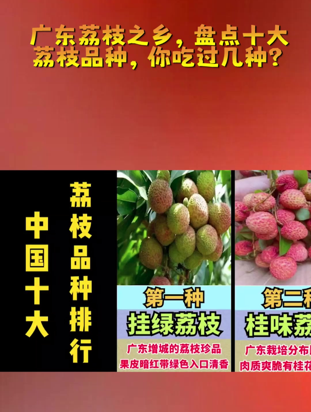 广东荔枝之乡,盘点十大荔枝品种,你吃过几种?