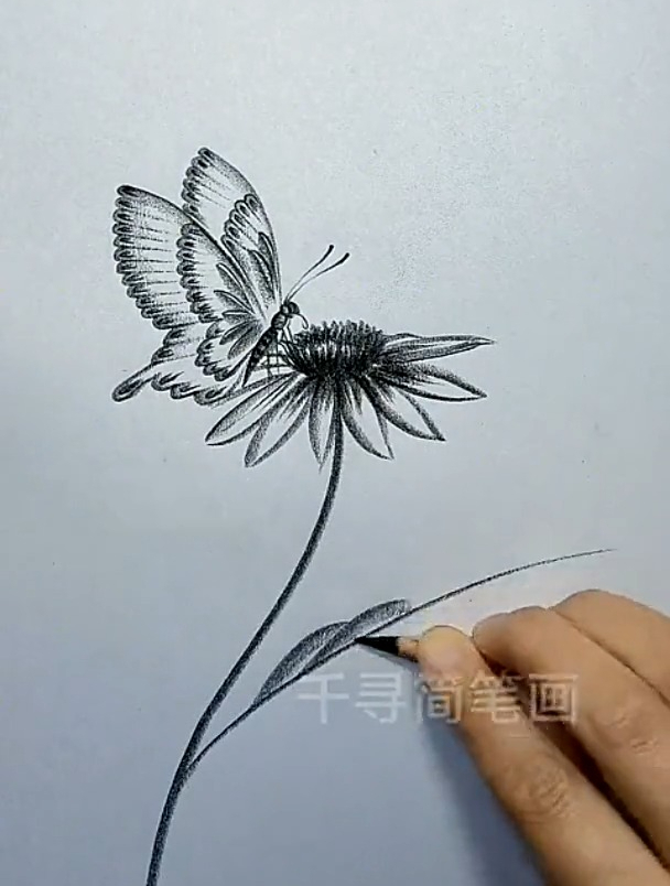 蝶恋花的简笔画