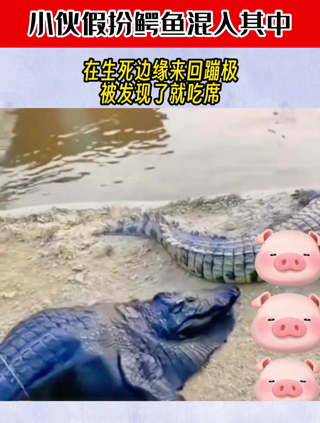 小伙假扮鳄鱼混入其中,在生死边缘来回蹦极,被发现了就吃席