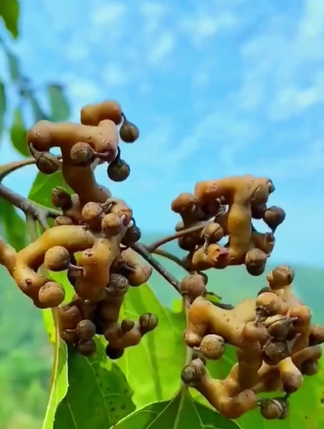 拐枣,又称万寿果,长相奇特,功效多,是世界上最古老的水果之一