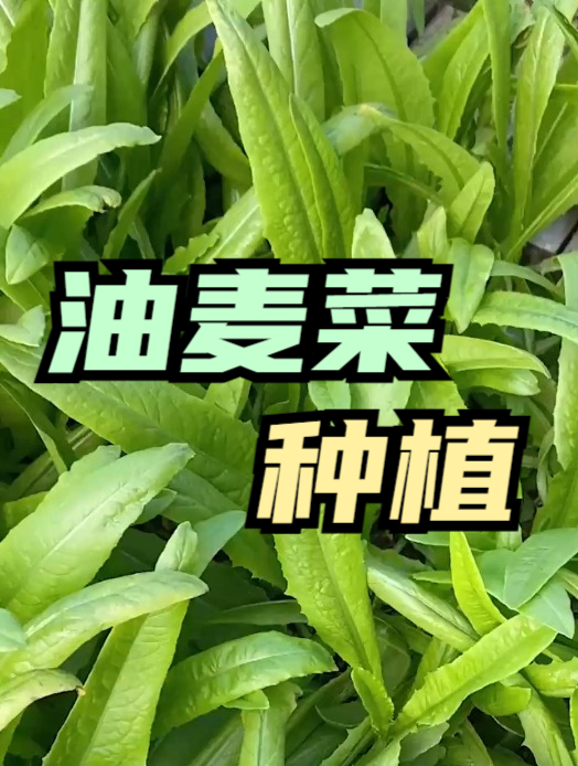 油麦菜好吃不好种?播种前种子这样做,苗子唰唰长,摘都摘不完!