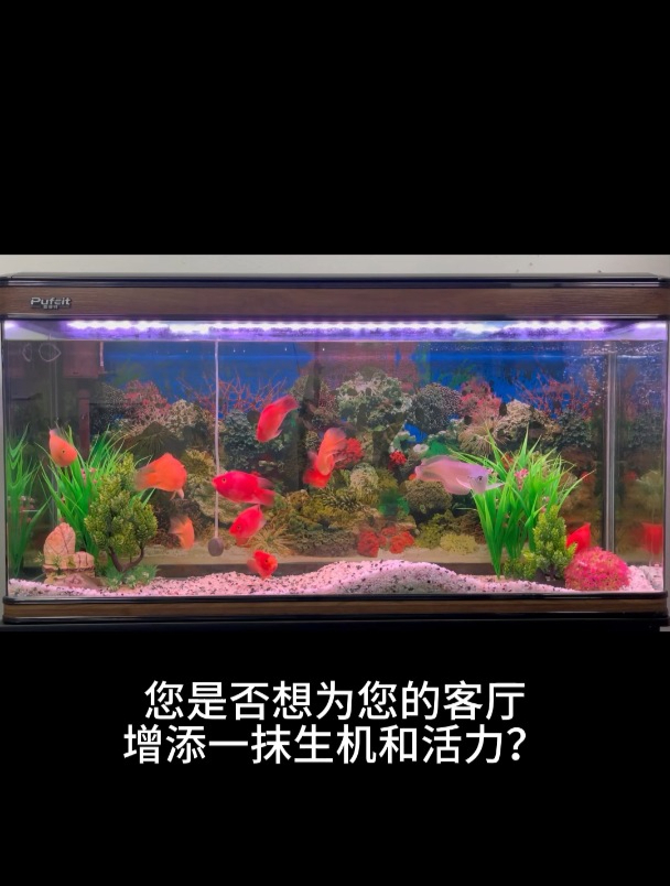 客厅鱼缸,让家里生活充满活力!