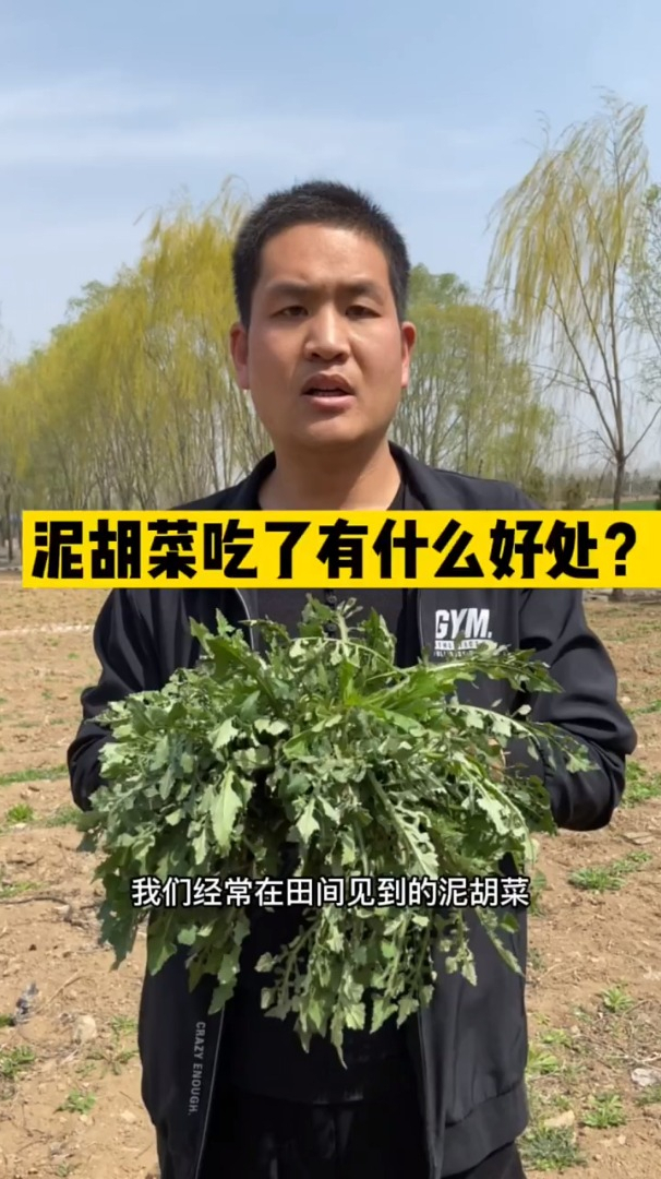 泥胡菜是春天最早的野菜,你知道怎么去掉泥胡菜的苦味吗