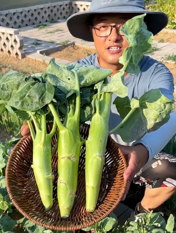 有这么一种蔬菜,能像韭菜一样割着吃,很多人却不知它的名字