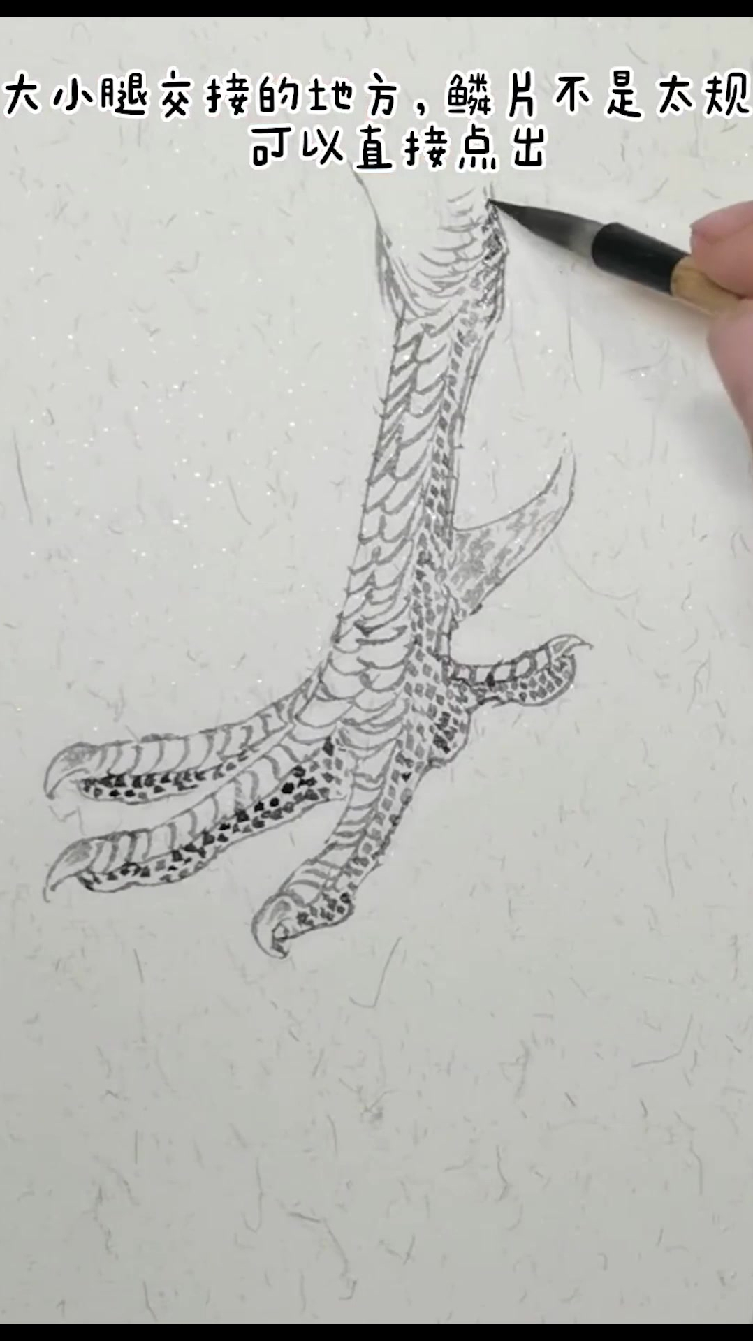 公鸡左脚白描中国画视频教学/工笔花鸟