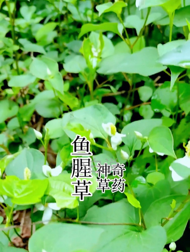 鱼腥草,这种常见的本草植物也是一味可以食用的野菜!