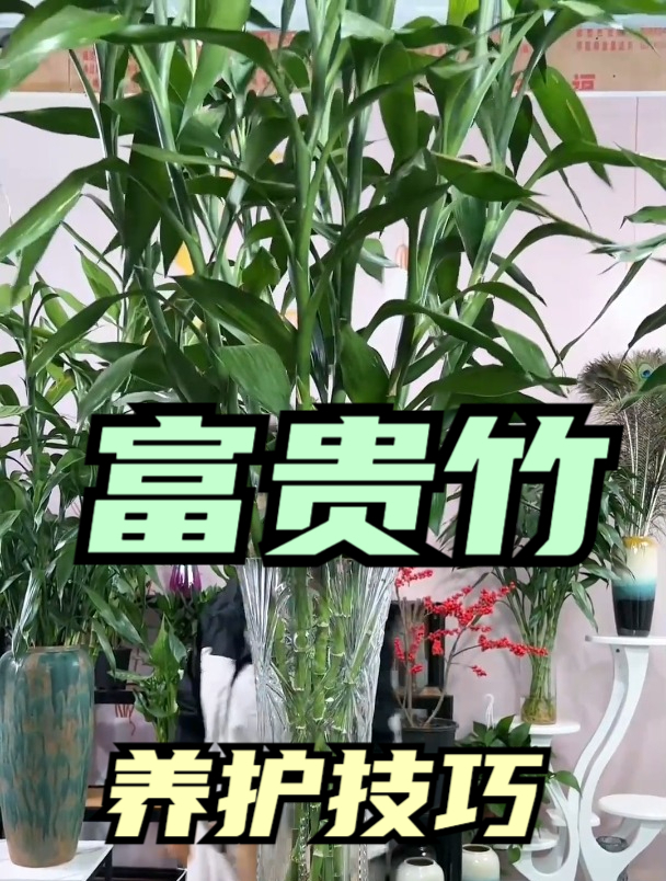 富贵竹养不好,做好这“1步”,叶片油绿,富贵吉祥节节高!