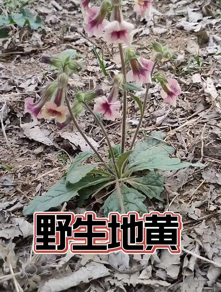 地黄又叫“小鸡喝酒”,你认识它吗?你的家乡叫什么名字呢?