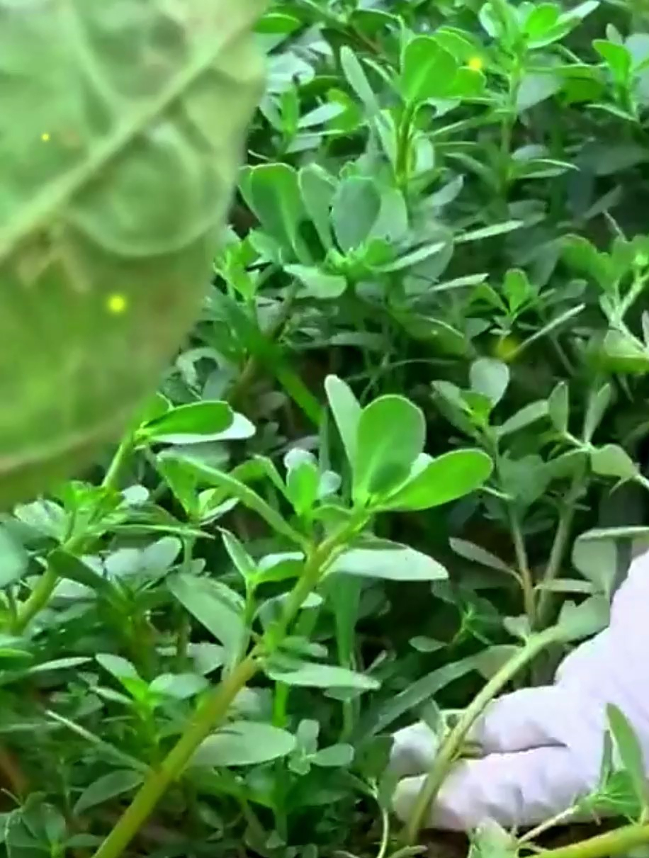 长寿小菜“马齿苋”,不仅仅只是蔬菜,还有这样的功效!