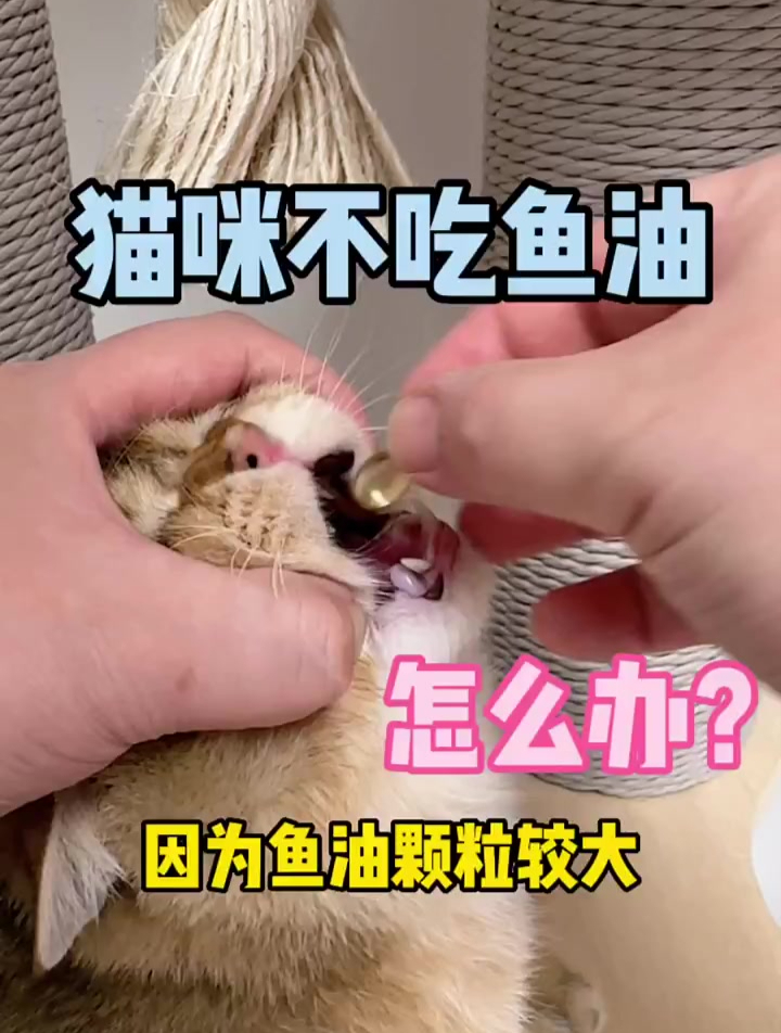 猫咪不吃鱼油怎么办?