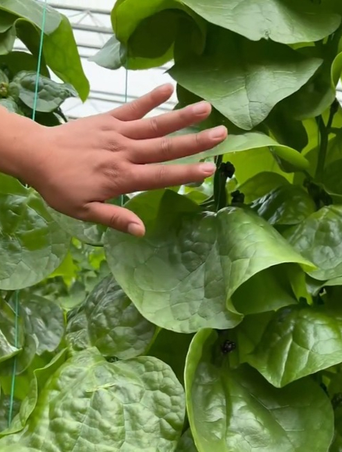 一种新型蔬菜“木耳菜”,补充多种维生素,既可观赏也可入药!