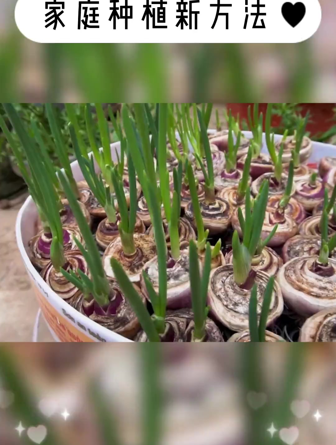 旧毛巾种洋葱芽,发芽快,炒鸡蛋吃很不错