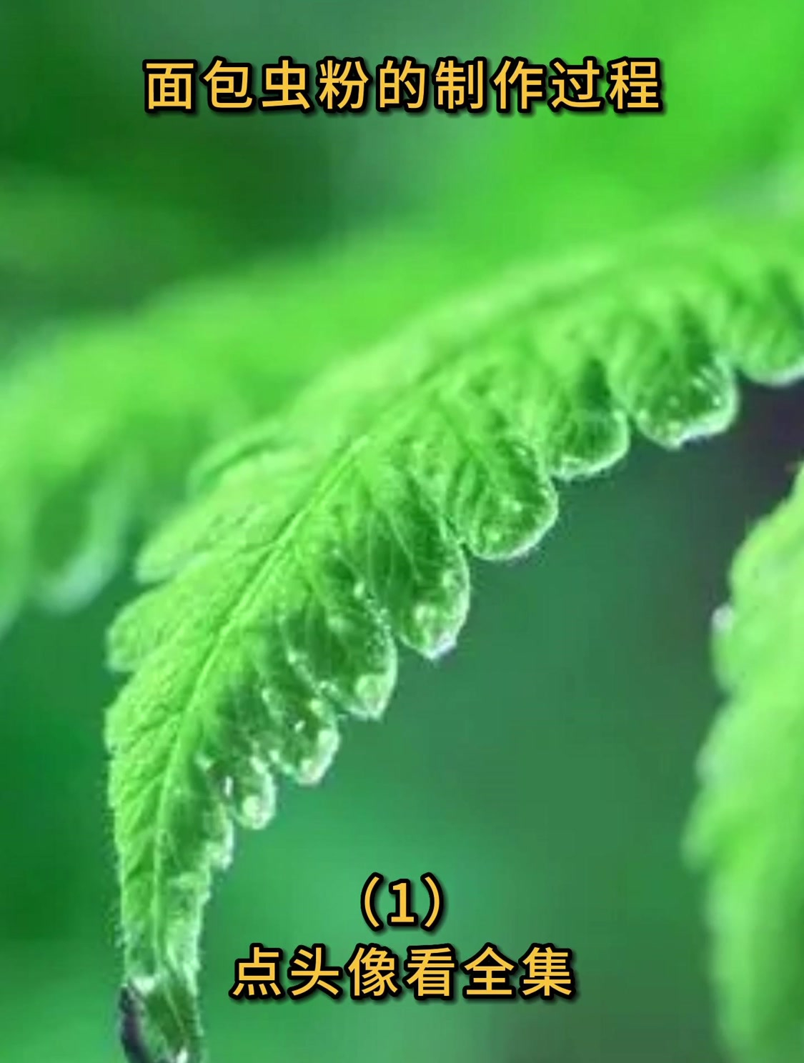 面包虫粉的制作过程(1)