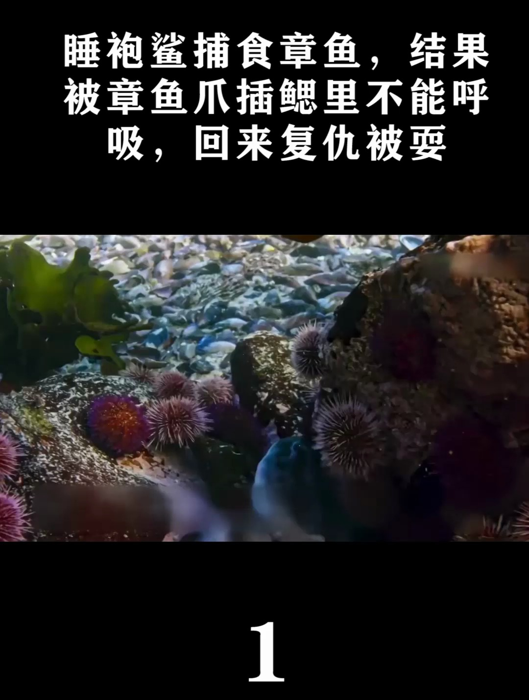 睡袍鲨捕食章鱼,结果被章鱼爪插鳃里不能呼吸,回来复仇被耍