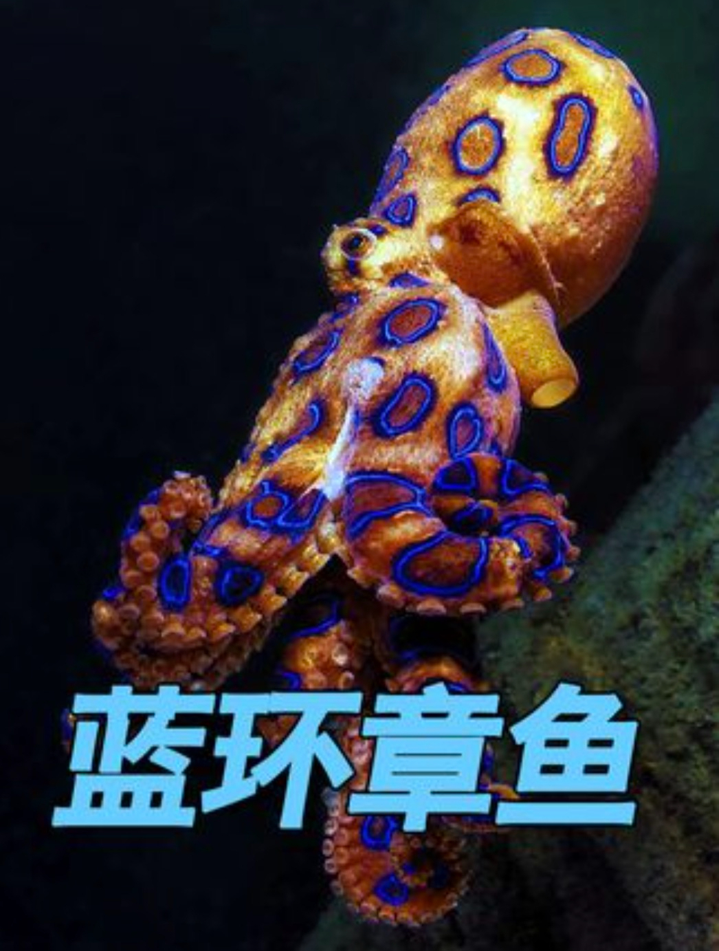 吃货和死神擦嘴而过?火锅惊现毒物-蓝环章鱼 熟透了都有毒(下)