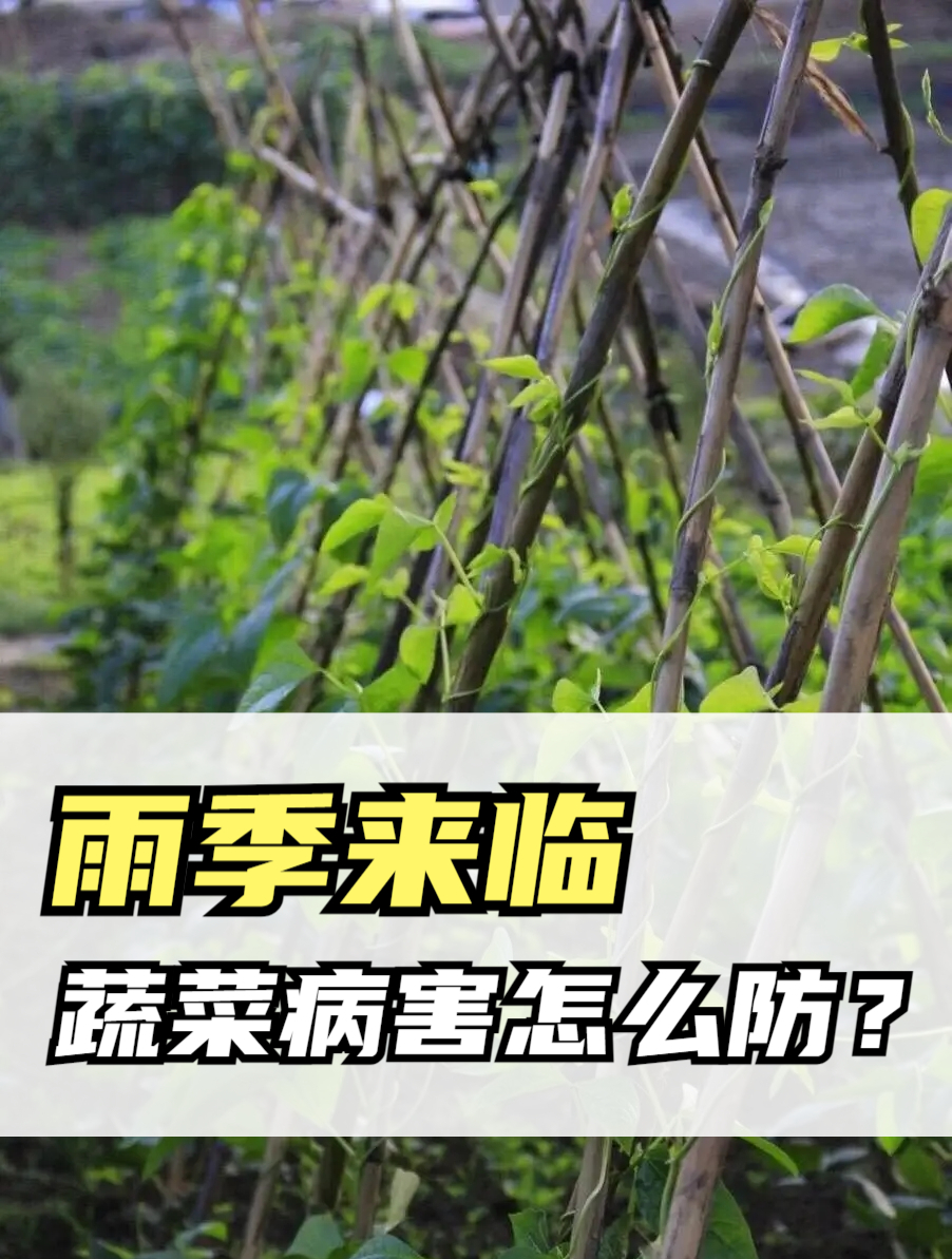 雨季来临蔬菜病害怎么防治