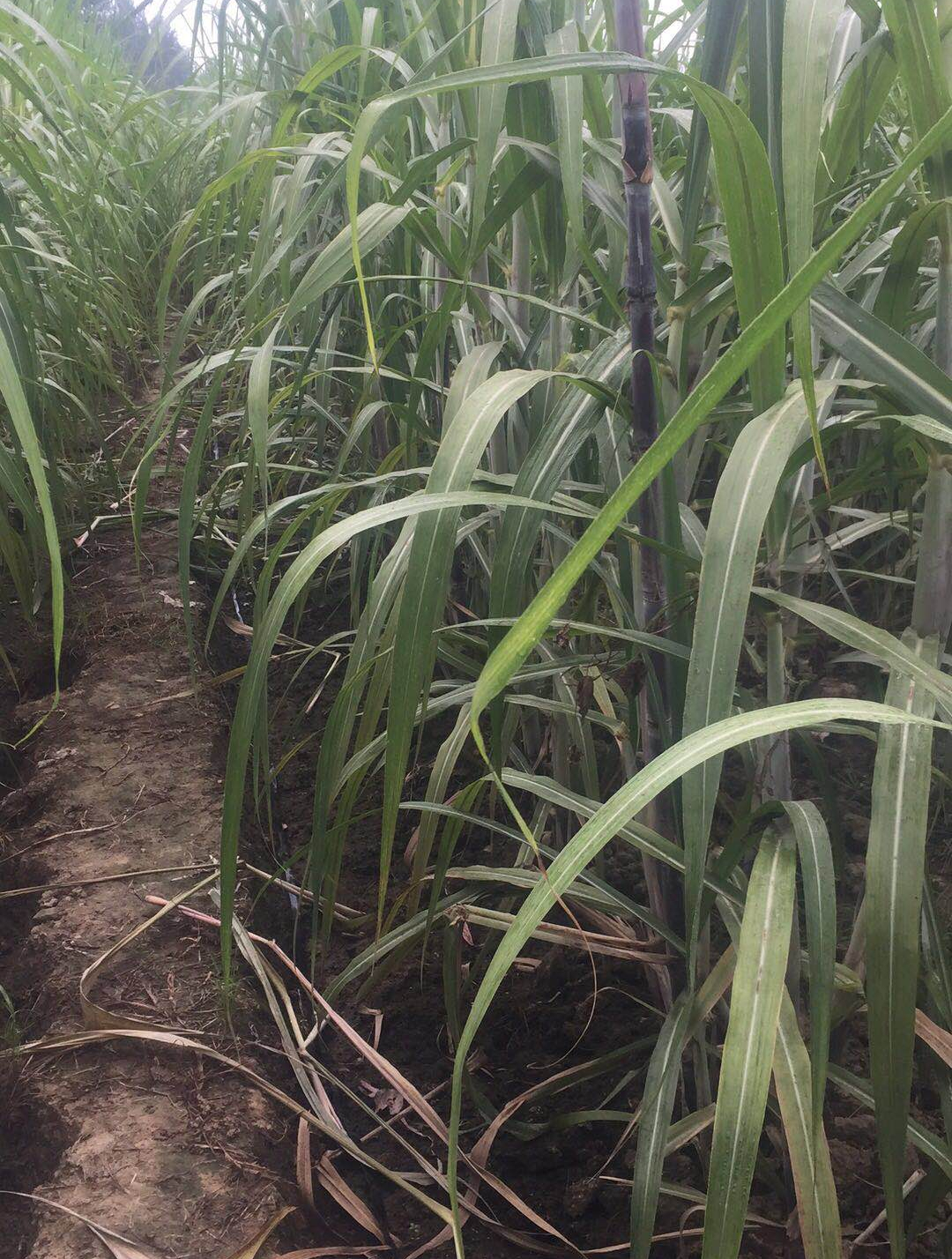 视频介绍甘蔗种植全过程