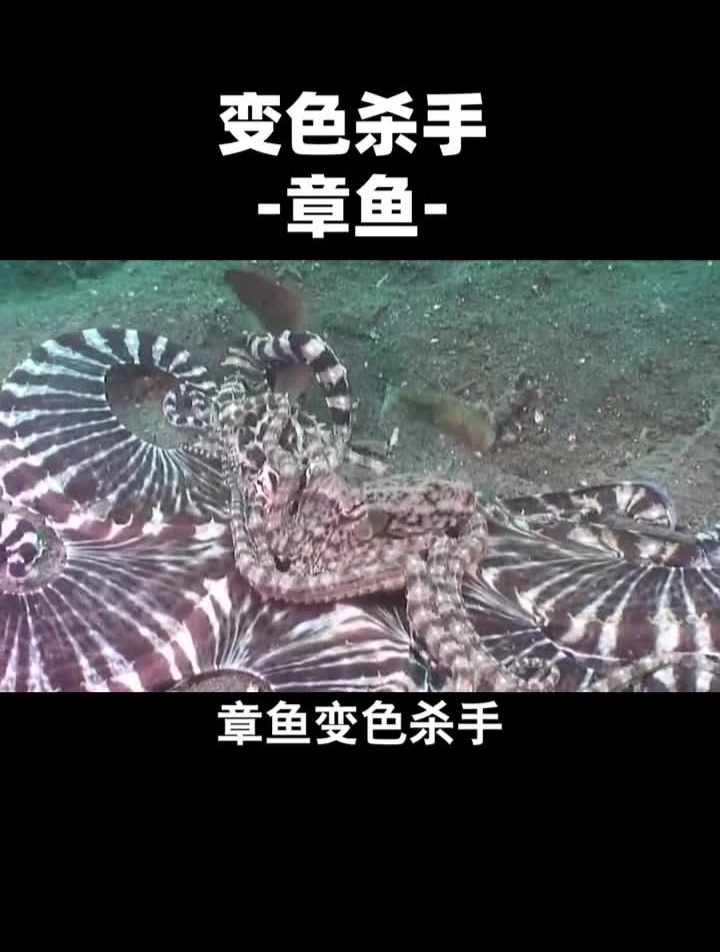 海洋里会变色的杀手,你知道是谁吗