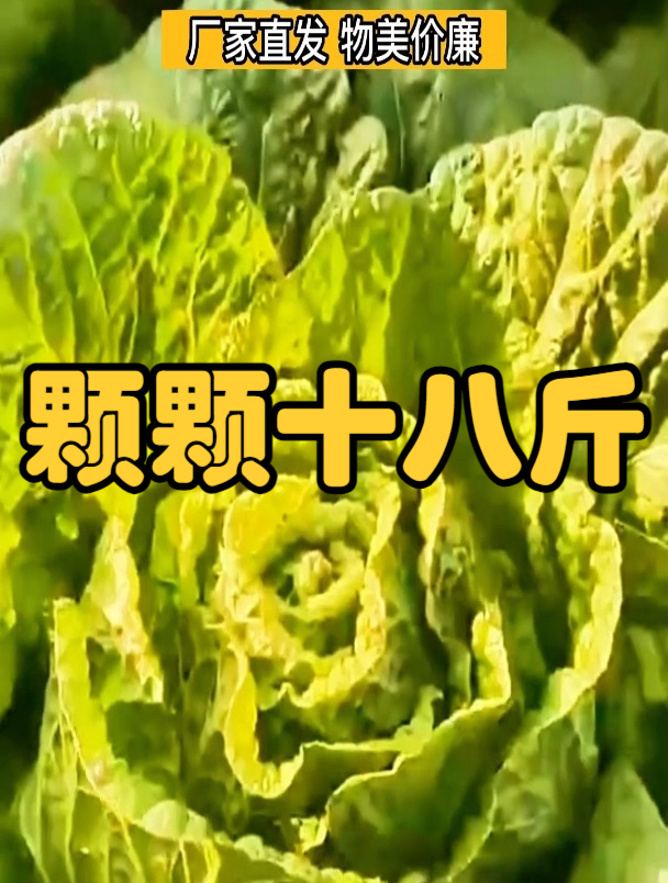 结球紧实,一款能过冬的大白菜