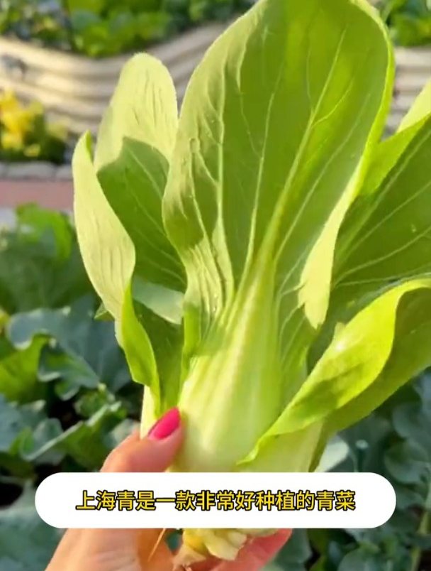 一种新型小油菜,口感比普通油菜好,营养价值堪比10个鸡蛋