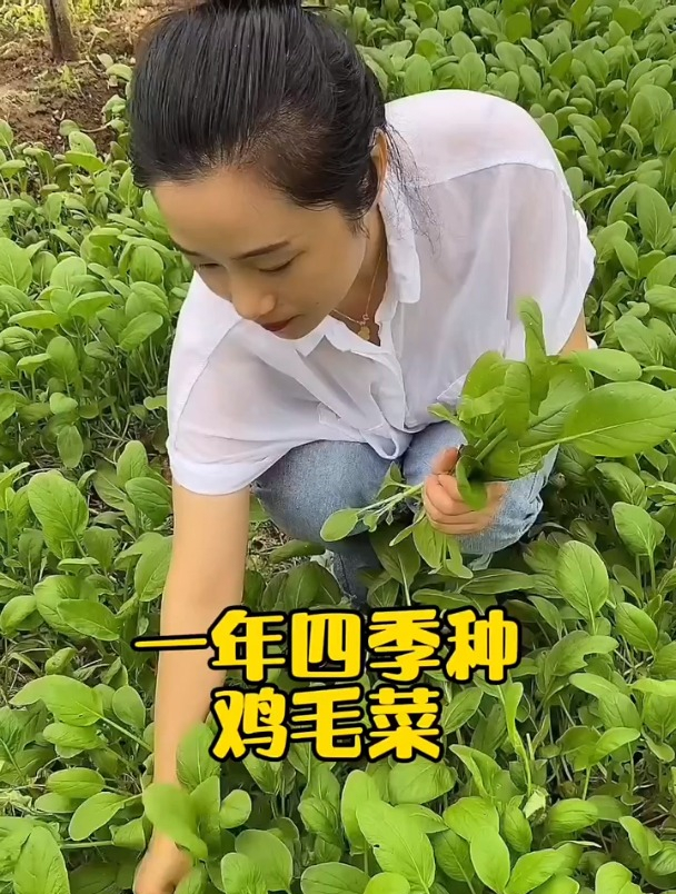 鸡毛菜是什么菜?农村老人说:一年四季都能种,还能抗癌细胞!