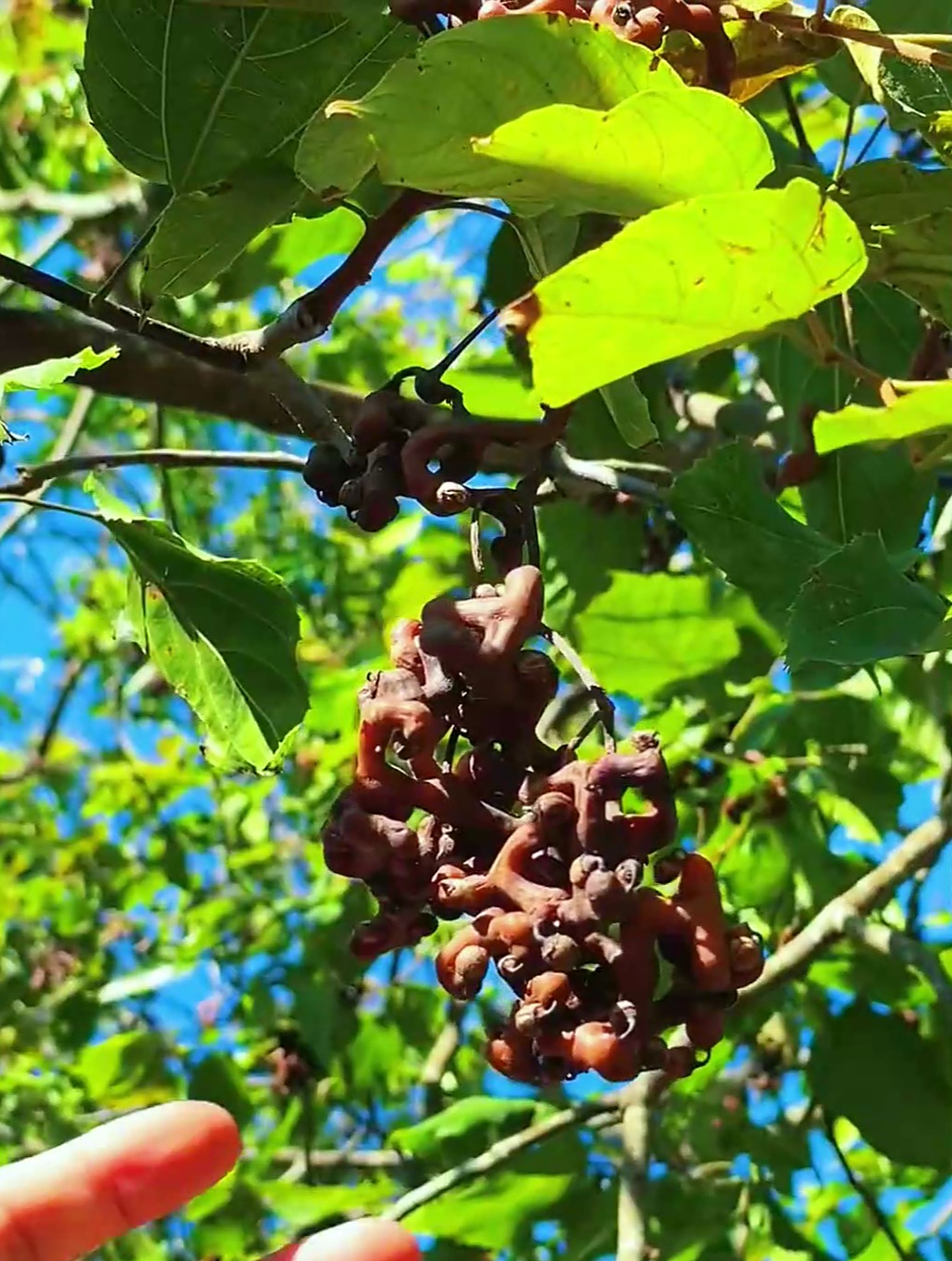 拐枣,又叫鸡爪梨,既是“解酒神器”,也是泡酒佳品~