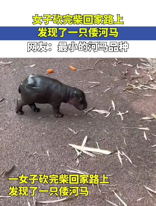 女子砍完柴回家路上,发现了一只倭河马,网友:最小的河马品种!