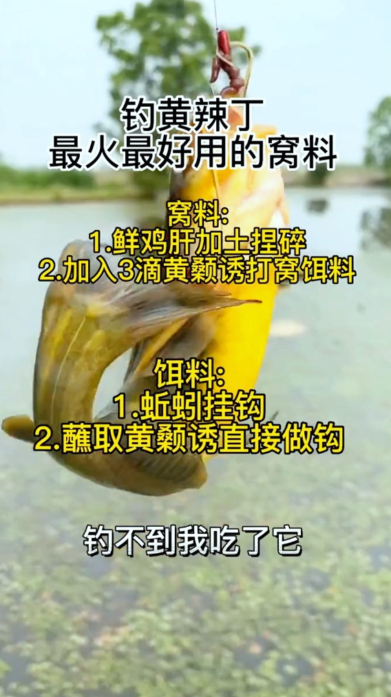 钓黄辣丁最火最好用的窝料