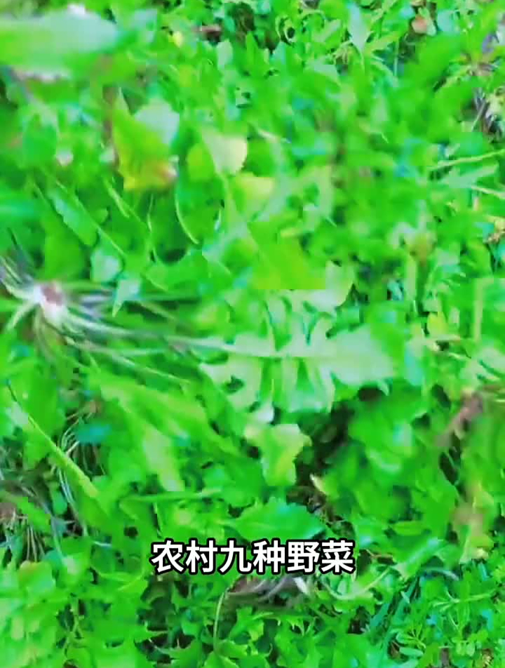 农村九种野菜,你知道它们都怎么吃吗,来评论区说说看科普野菜