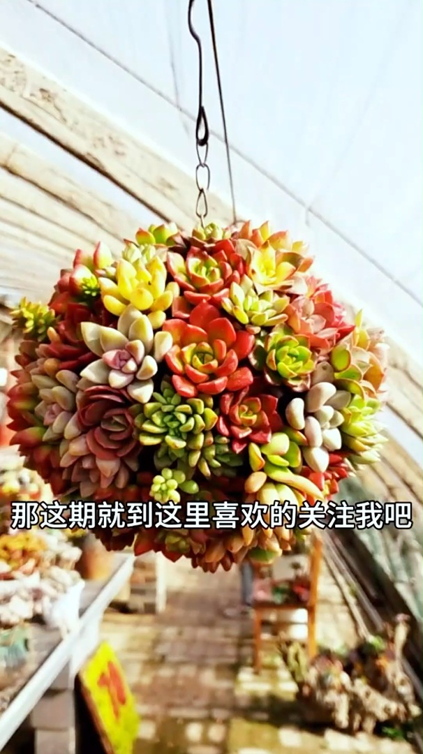 闲来无事 给你们上一个多肉花球的制作过程